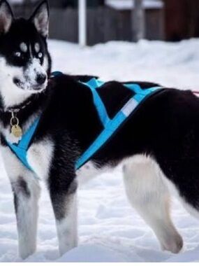 Dog Harness
